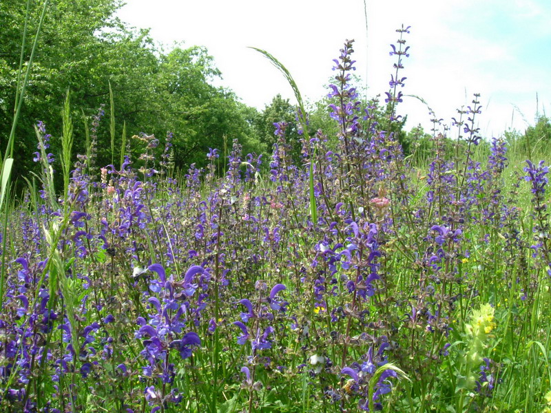 Salvia pratensis / Salvia comune